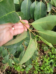 Viburnum odoratissimum