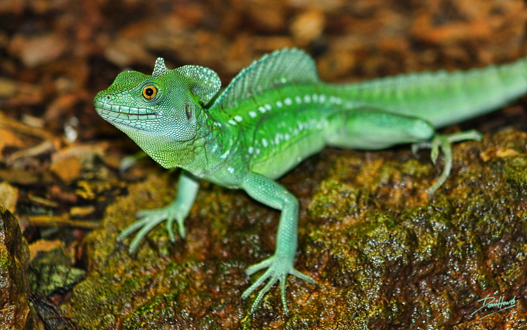 Basilisco-verde (Basiliscus plumifrons) · BioDiversity4All