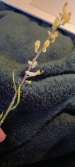 Corydalis micrantha