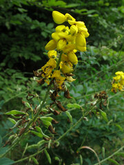 Cytisus nigricans