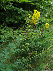 Cytisus nigricans