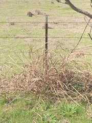 Tripsacum dactyloides