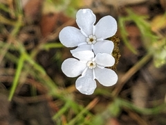 Plagiobothrys nothofulvus