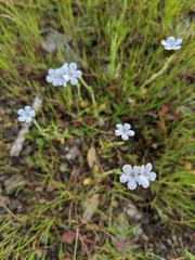 Plagiobothrys nothofulvus