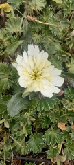 Hypochaeris sessiliflora
