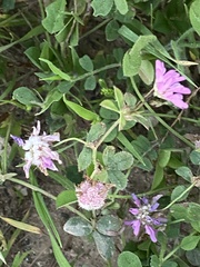 Trifolium tomentosum