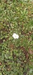 Hypochaeris sessiliflora
