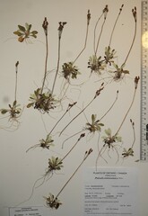 Primula mistassinica