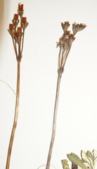 Primula mistassinica