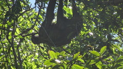 Choloepus didactylus