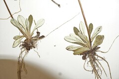 Primula mistassinica