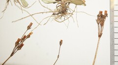 Primula mistassinica