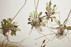 Primula mistassinica