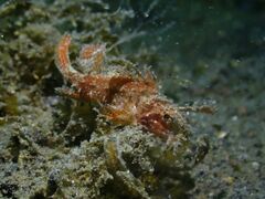 Pteroidichthys amboinensis