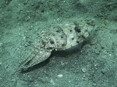 Sepia latimanus
