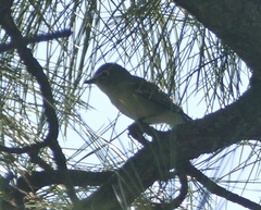 Vireo cassinii
