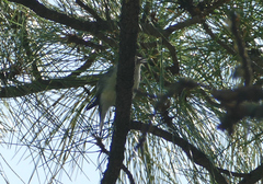 Vireo cassinii