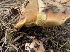 Suillus brevipes