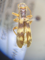 Cymatodera undulata