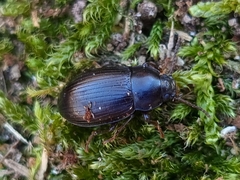 Helopini