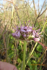 Allium tel-avivense