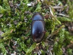 Helopini