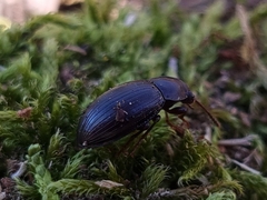 Helopini