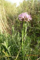 Allium tel-avivense