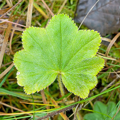 Alchemilla vulgaris