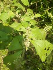 Solanum jamaicense