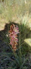 Satyrium longicauda