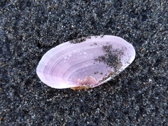 Gari lineolata