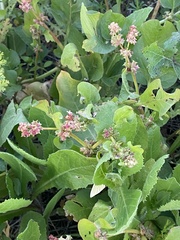 Rumex spinosus
