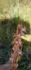 Satyrium longicauda