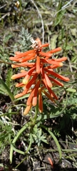 Kniphofia uvaria
