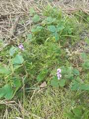 Neustanthus phaseoloides