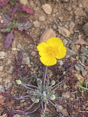 Eschscholzia lobbii