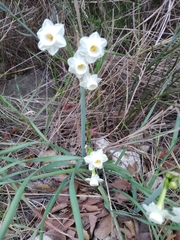 Narcissus dubius