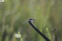 Trithemis furva