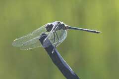 Trithemis furva