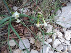 Narcissus dubius