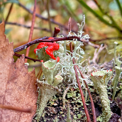 Cladonia pleurota