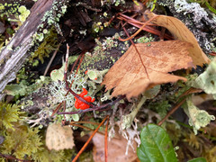 Cladonia pleurota