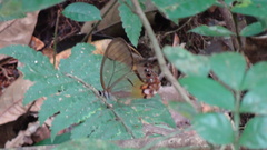 Haetera piera