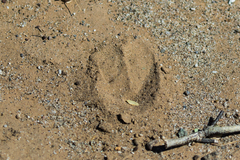 Odocoileus hemionus eremicus