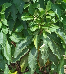 Brugmansia arborea