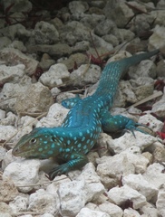 Cnemidophorus arubensis