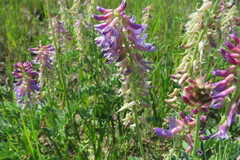Astragalus bisulcatus