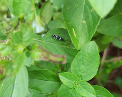 Macugonalia leucomelas