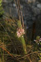 Erica viscaria
